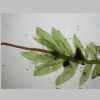 Plants 04er 03.jpg